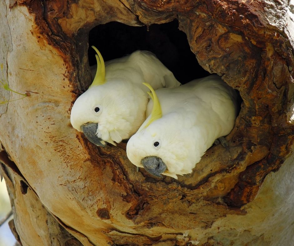 Nesting Birds: How to Make Life Easier for our Feathered Friends